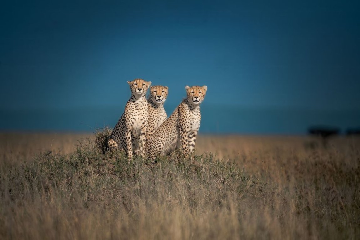 Wildlife · northern circuit