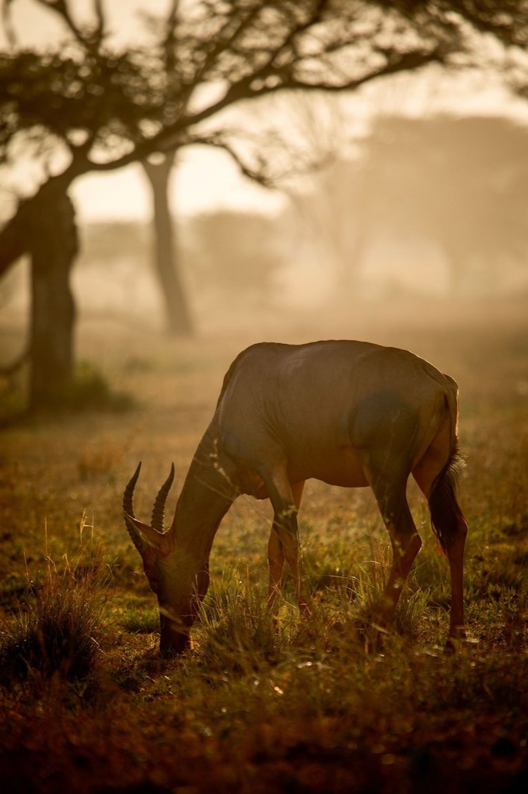 Dawn on the plains, northern Tanzania